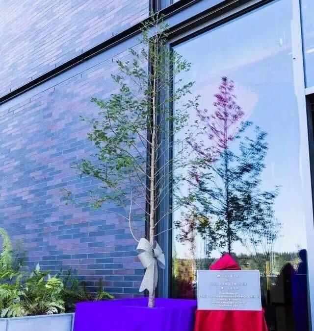 中國國家領導人贈送給GIX的水杉樹